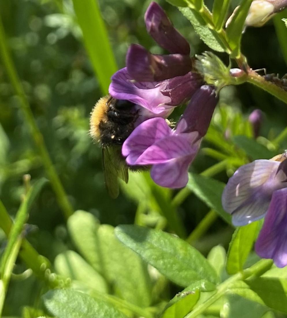 Ackerhummel 