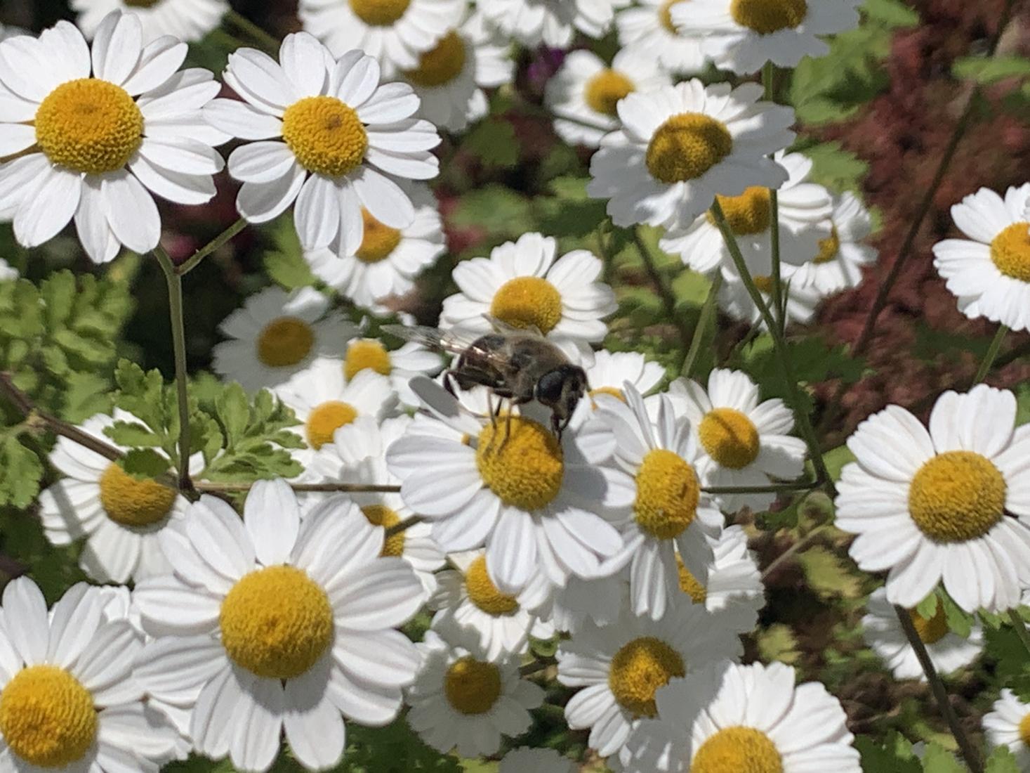 Fliegenart, Wespe und Wildbienen