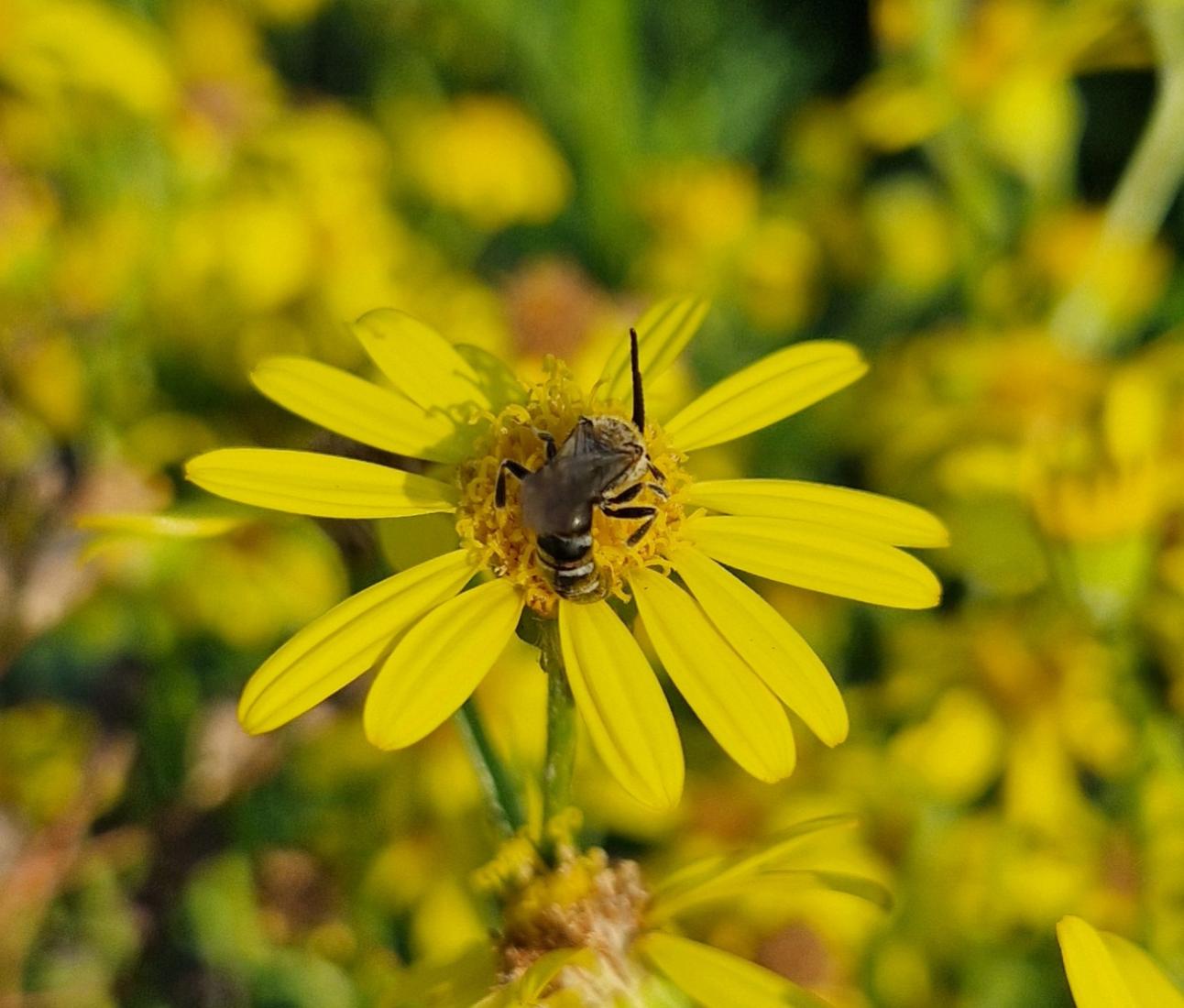 Furchenbienen