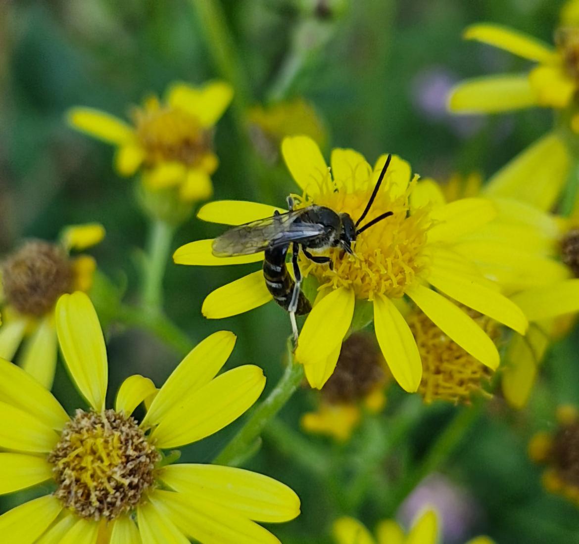 Furchenbienen