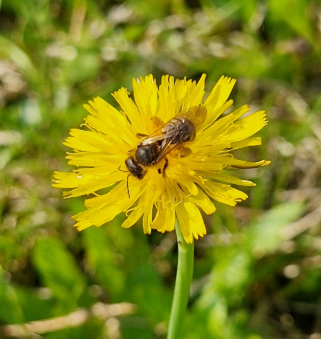 Rotbeinige Furchenbiene (Halictus rubicundus) 