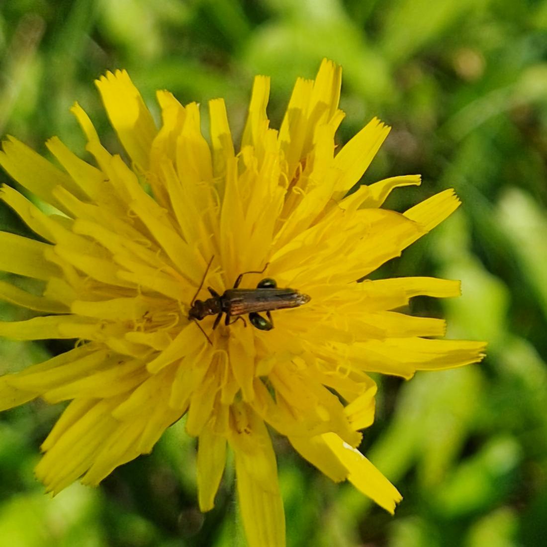 Gemeine Schenkelkäfer (Oedemera femorata)