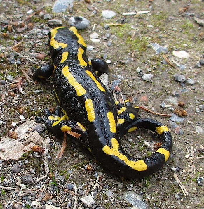 Feuersalamander