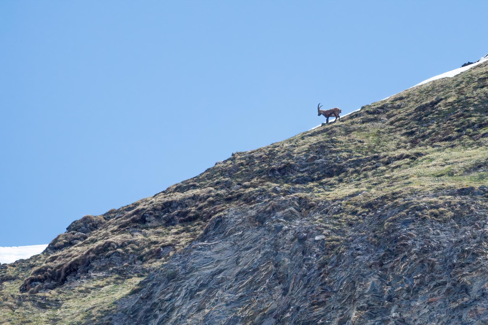 Steinbock