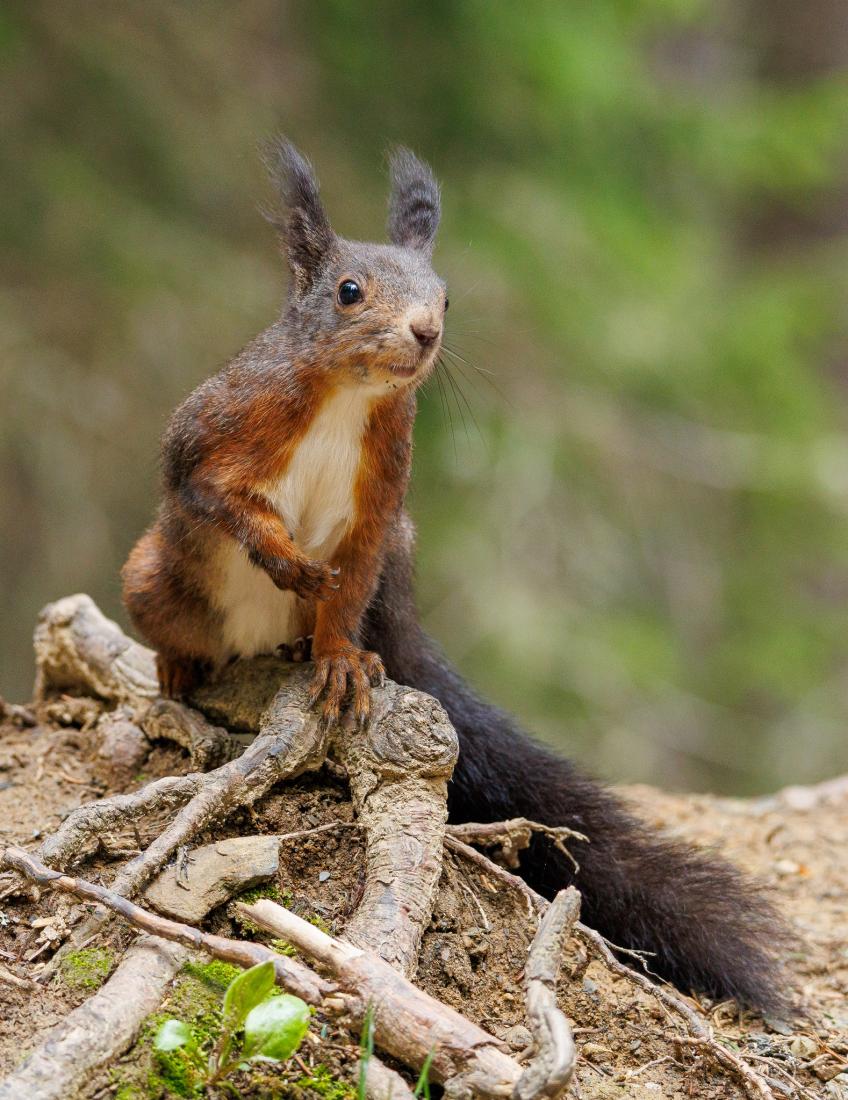 Eichhörnchen