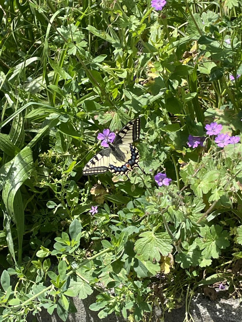 machaon