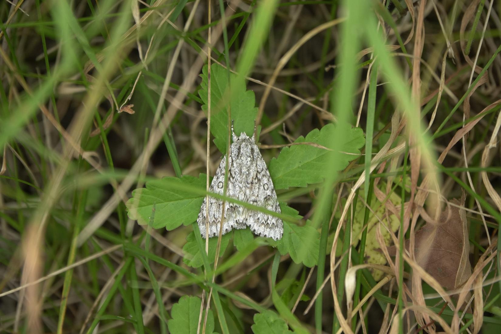 Schmetterling