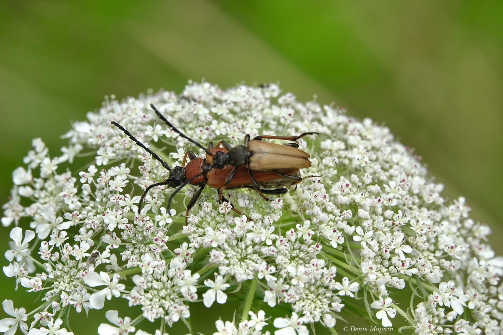 Käfer