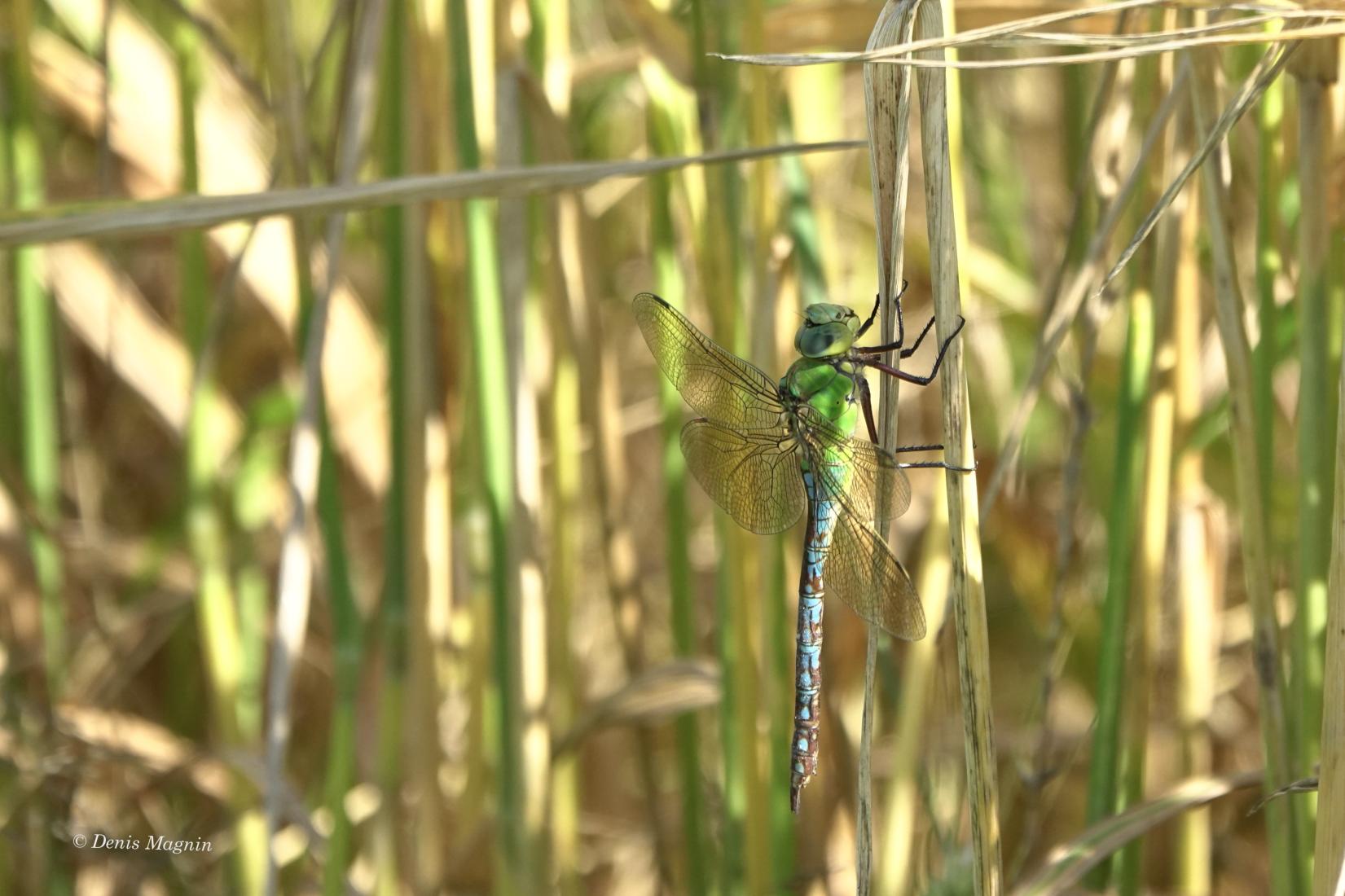 Libelle