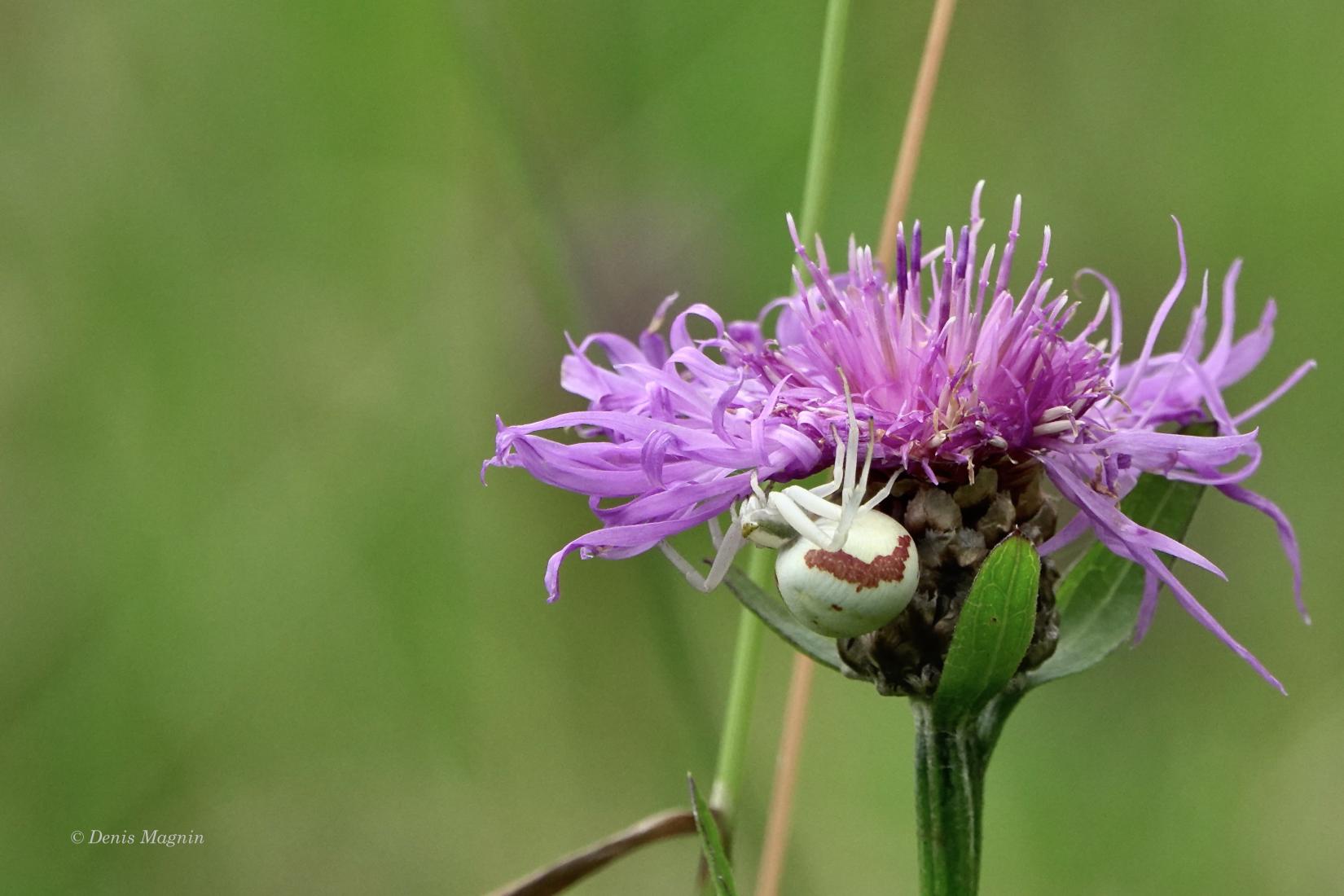 Krabbenspinne