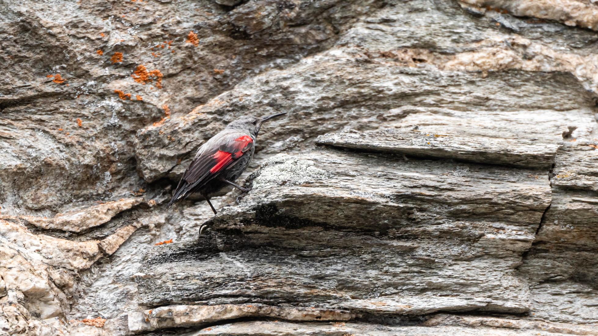 Mauerläufer (Tichodroma muraria)