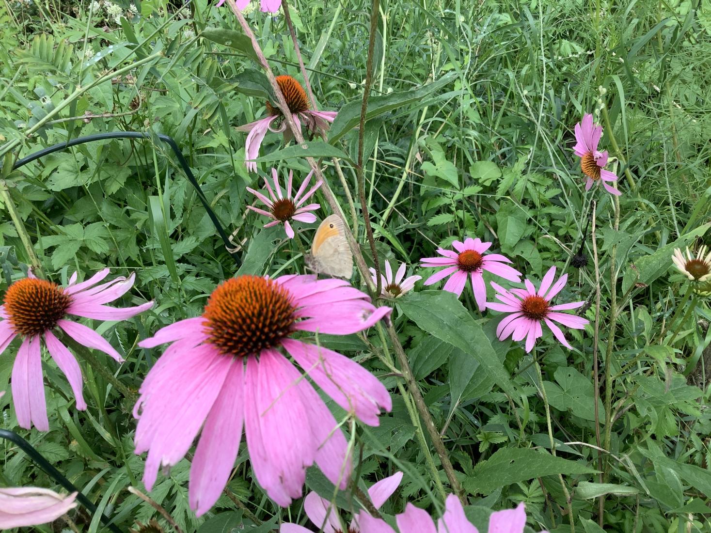 Kleiner Heufalter (coenonympha pamphilus)