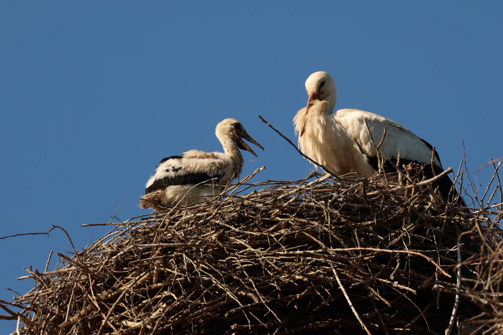 Weissstorch