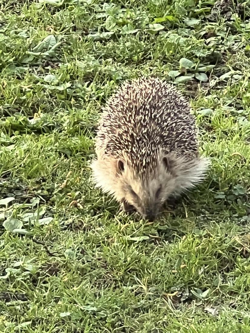 Igel