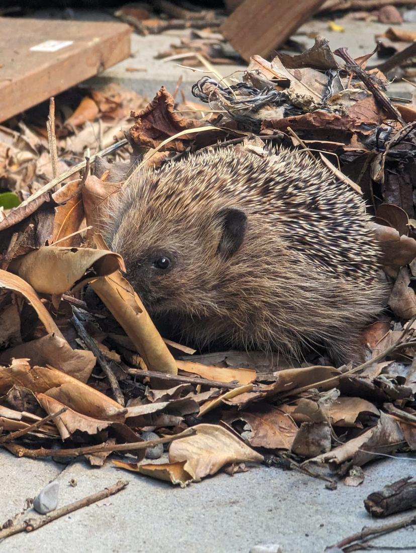 Igel