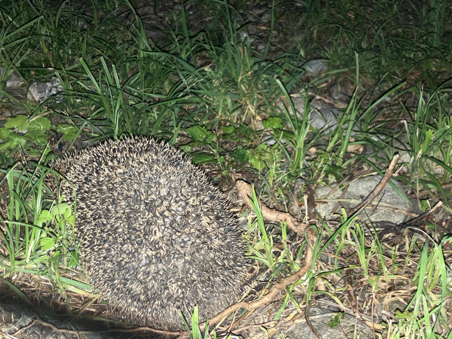 Igel