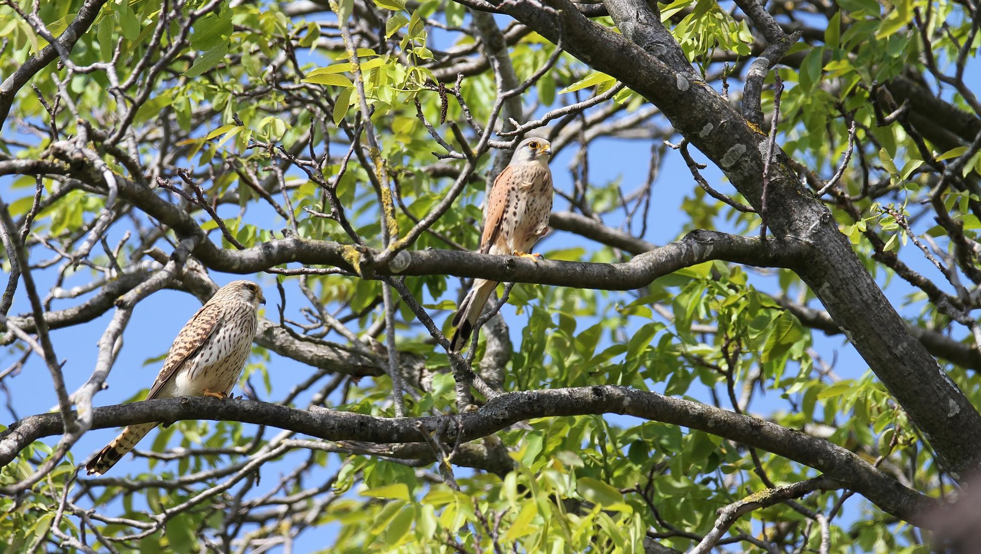 Turmfalke