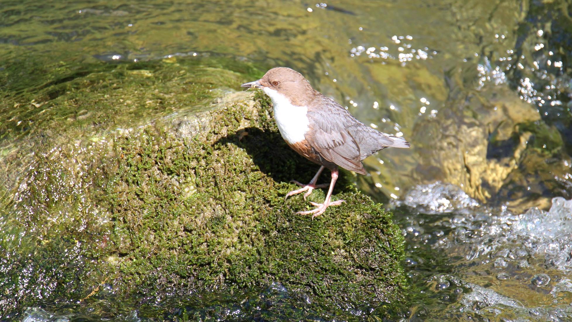 Wasseramsel