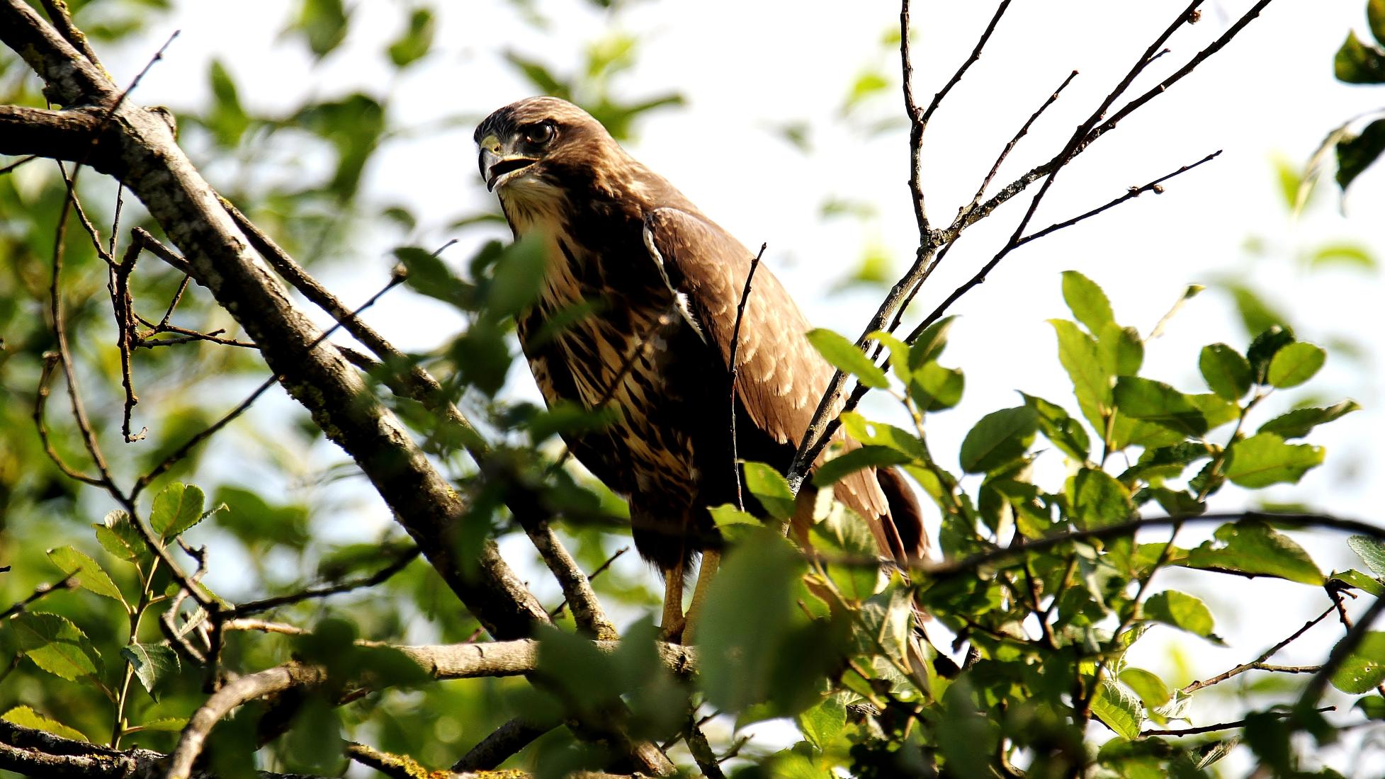 Mäusebussard