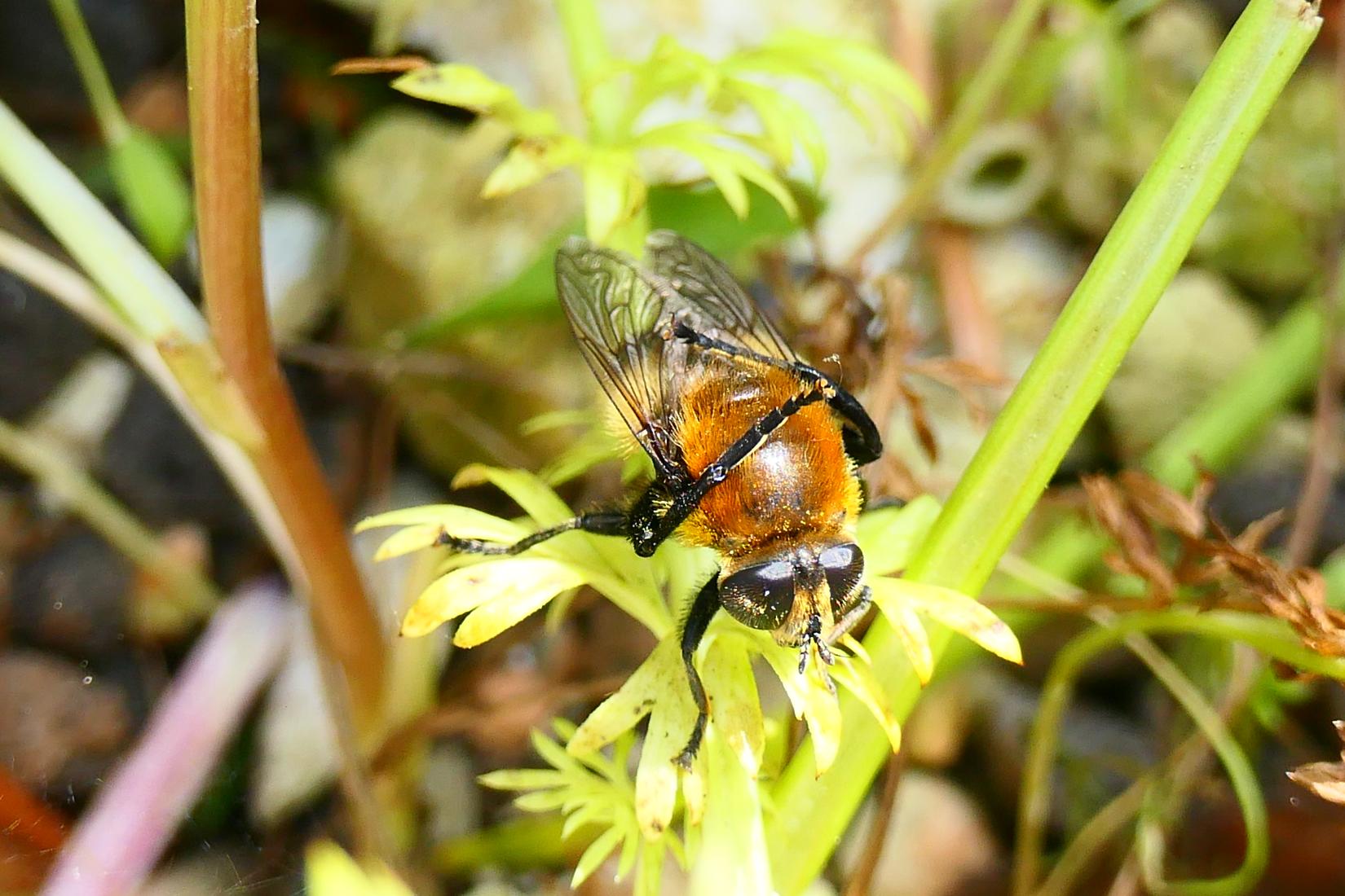 Narzissenschwebfliege (Merodon equqestris)