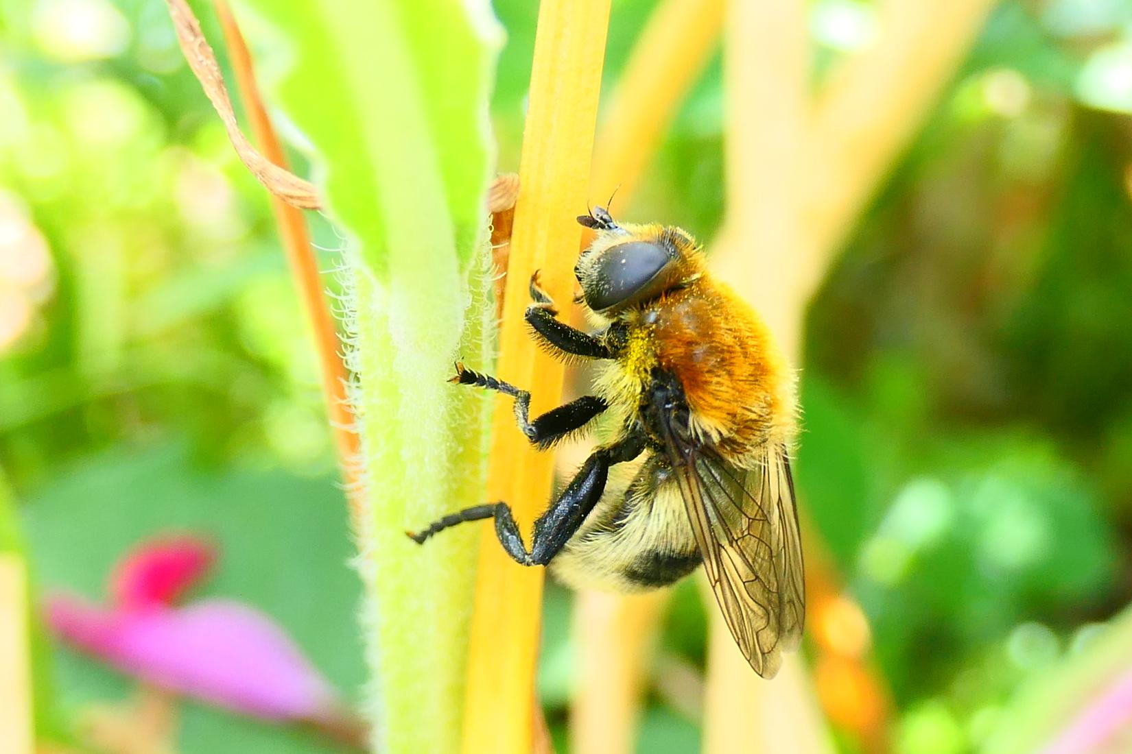 Narzissenschwebfliege (Merodon equqestris)