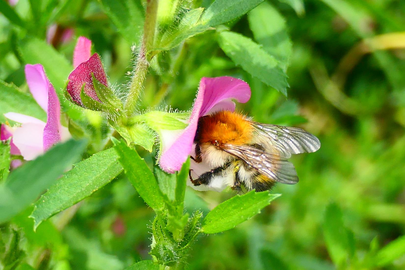 Ackerhummel 