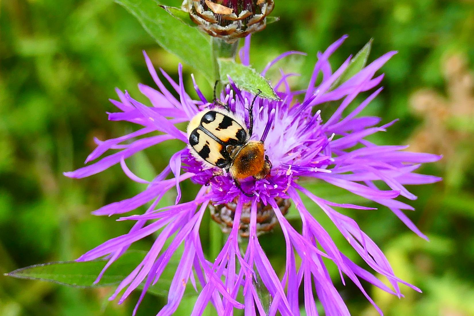 Pinselkäfer (Trichius sp.)