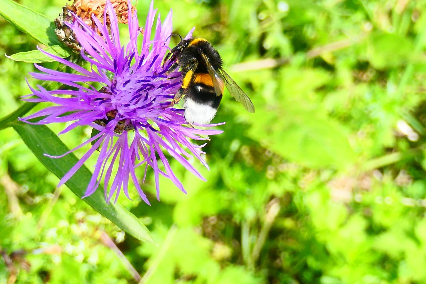 Dunkle Erdhummel 