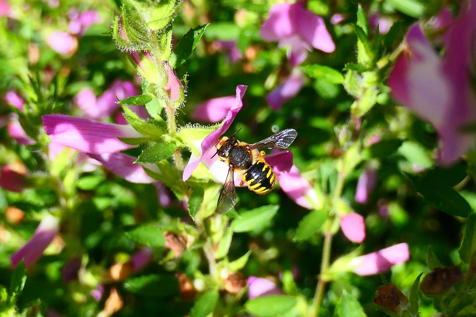 Gartenwollbiene