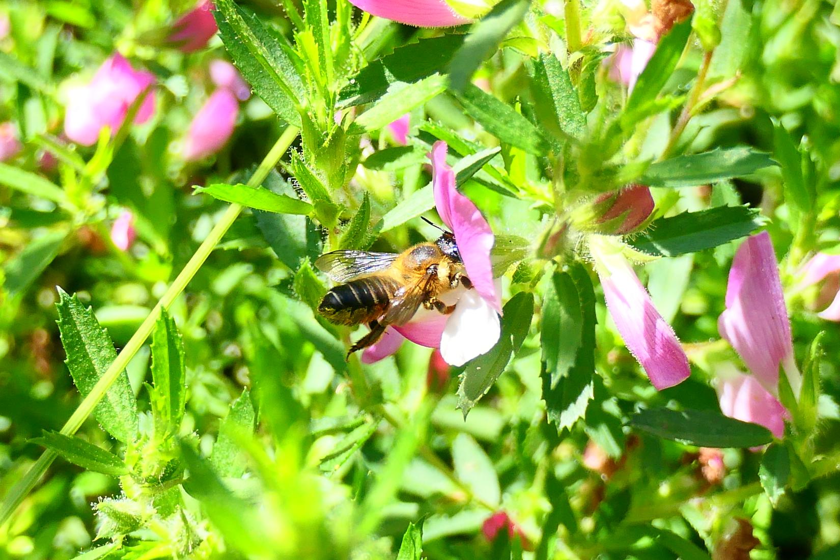 Garten-Blattschneiderbiene