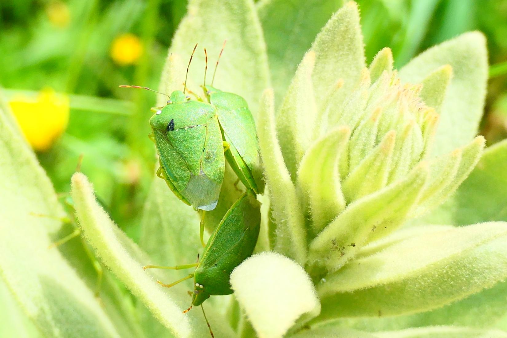 Grüne Reiswanze (Nezera viridula)