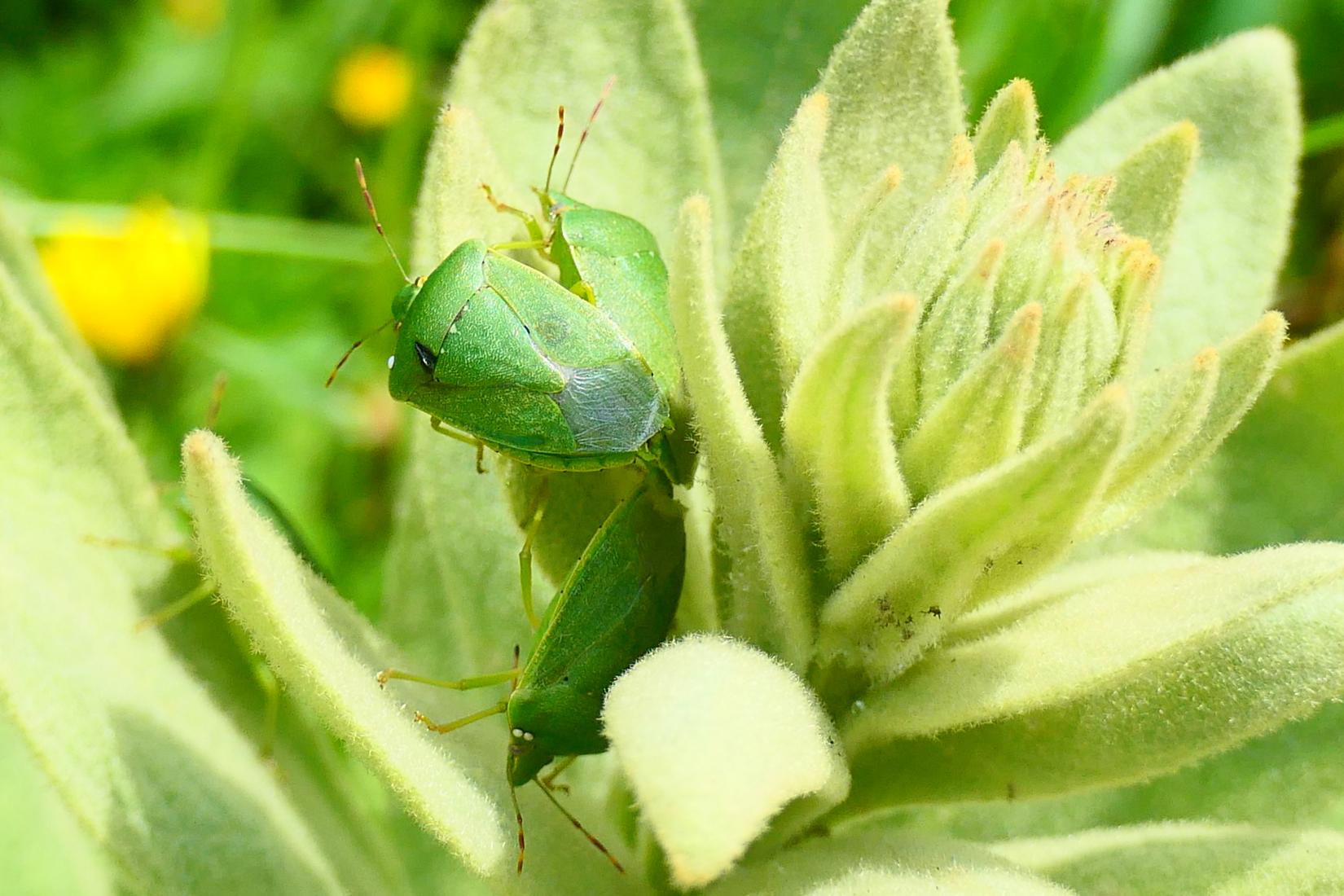 Grüne Reiswanze (Nezera viridula)