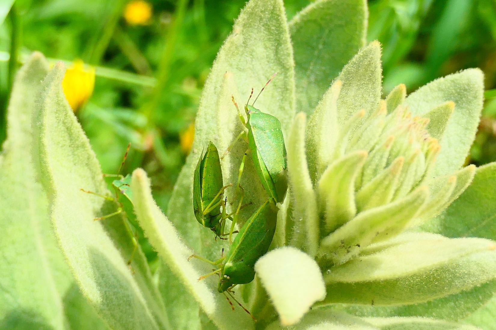 Grüne Reiswanze (Nezera viridula)