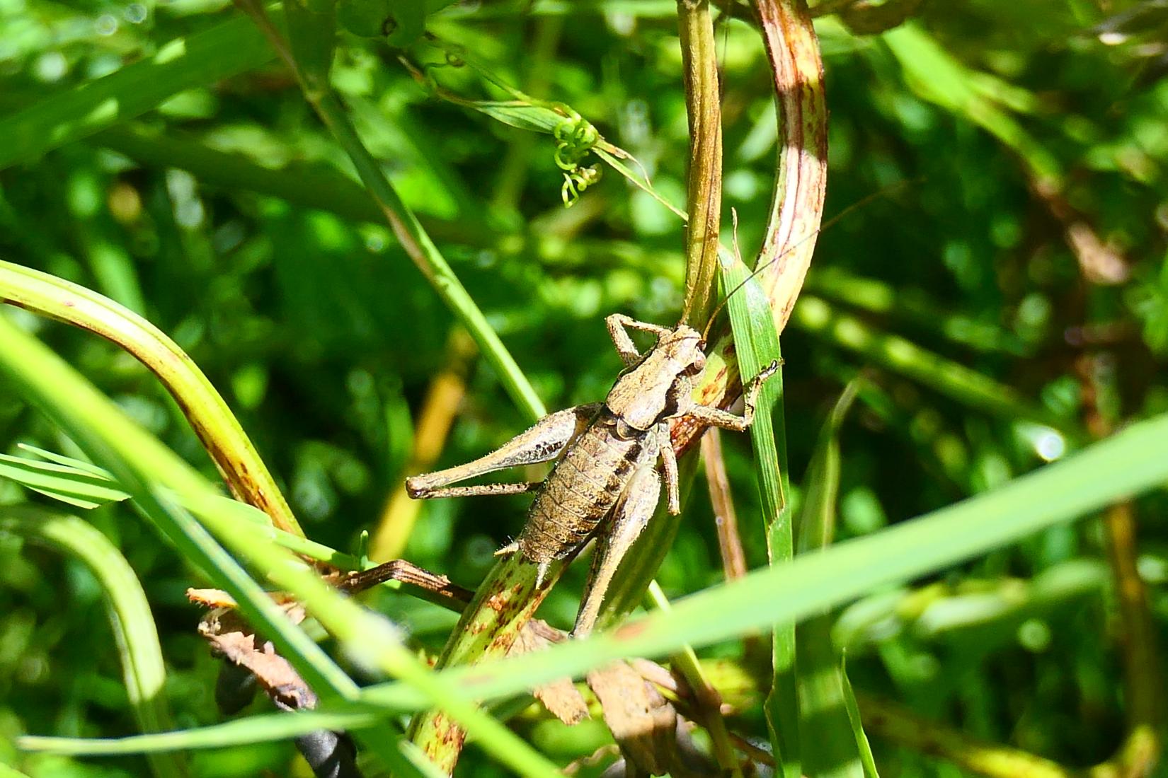 Gewöhnliche Strauchschrecke