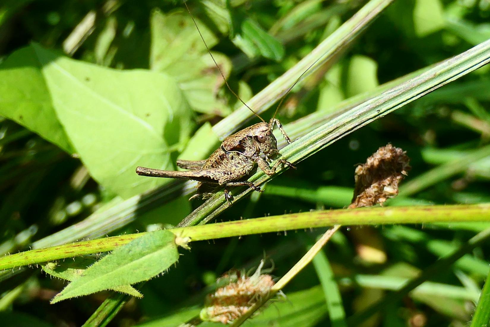 Gewöhnliche Strauchschrecke