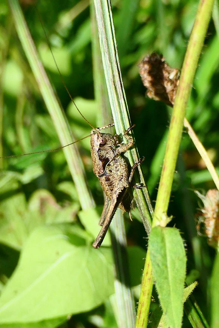 Gewöhnliche Strauchschrecke