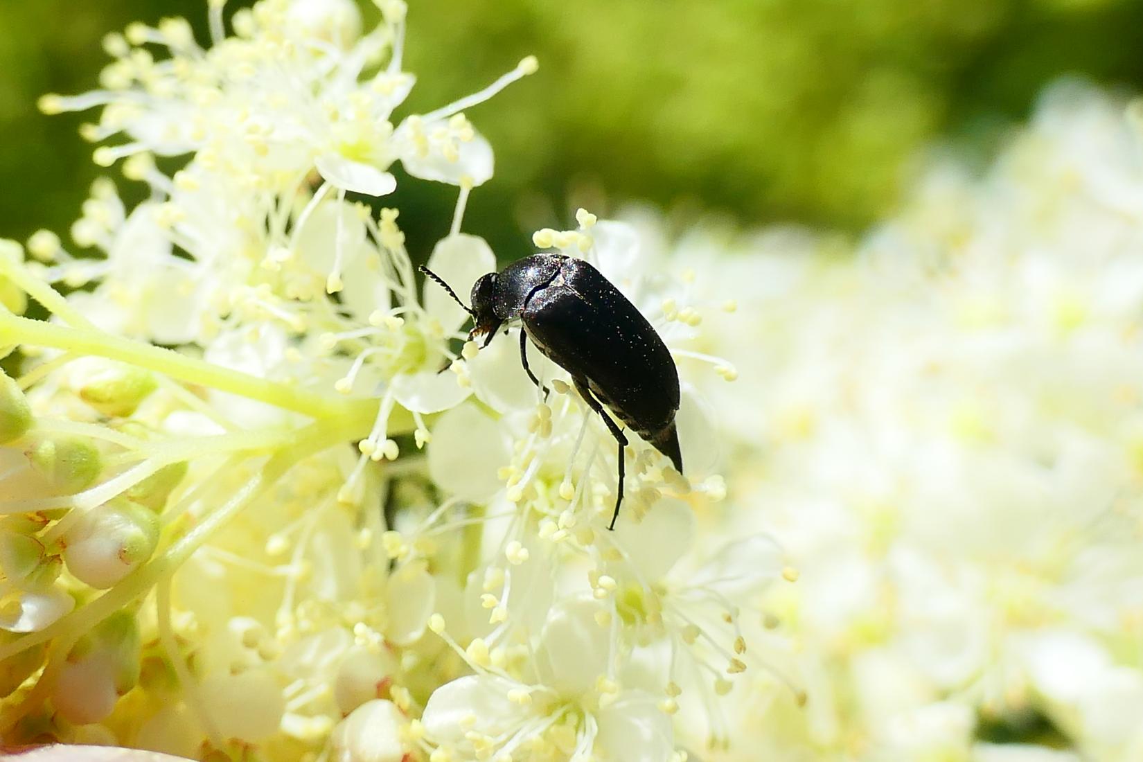 Stachelkäfer (Mordellidae)