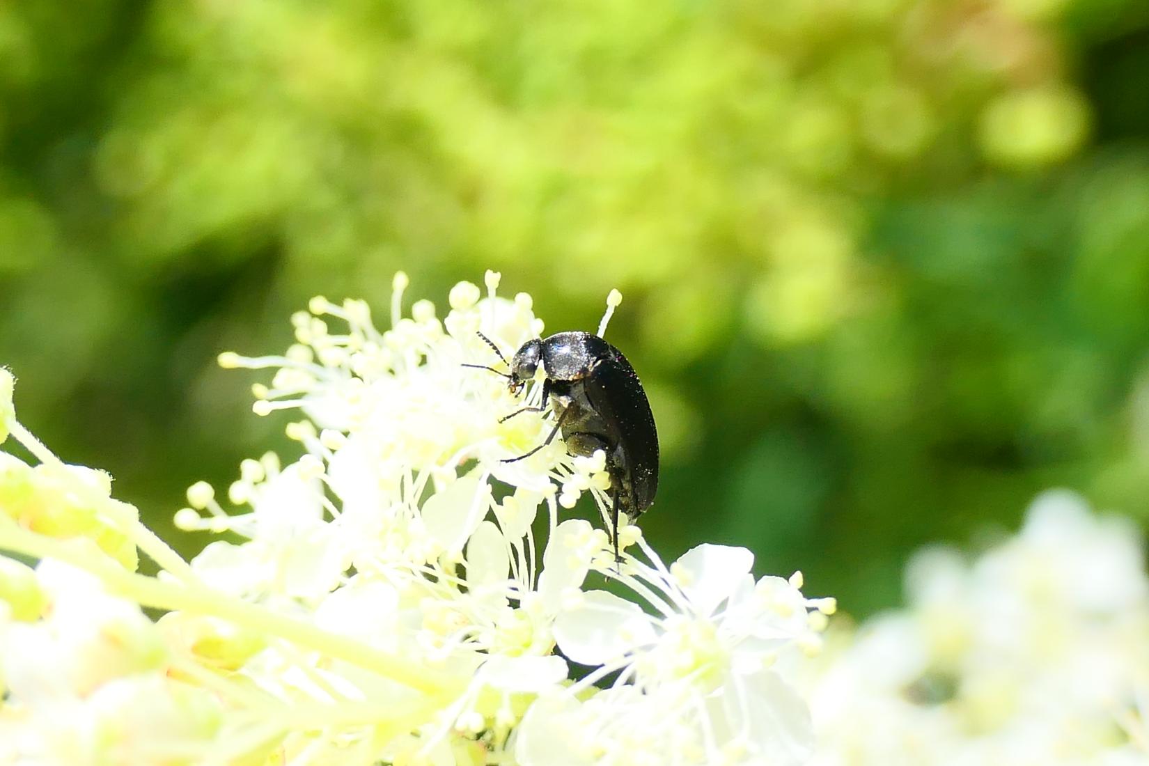 Stachelkäfer (Mordellidae)