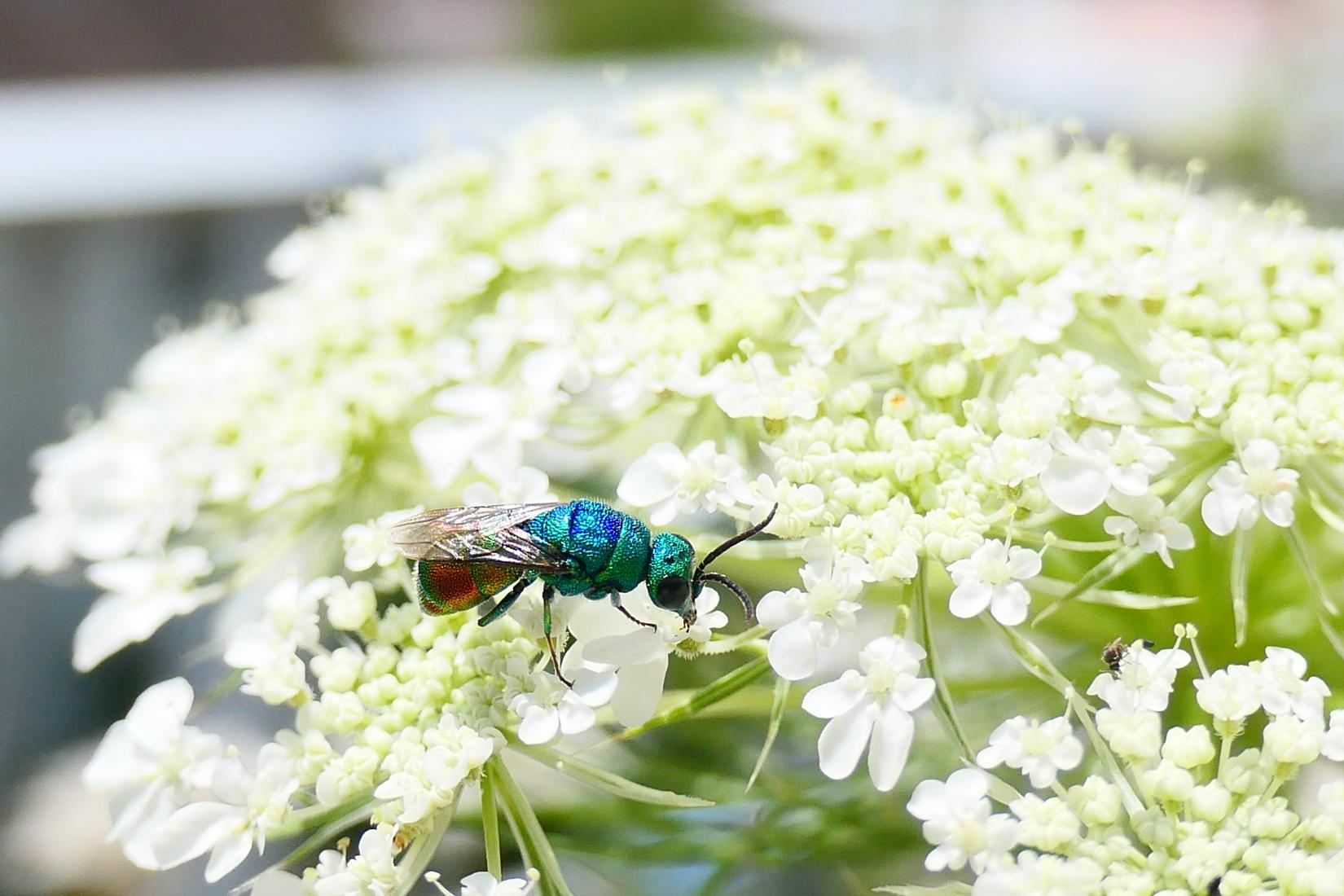 Goldwespe (Chrysis sp.)