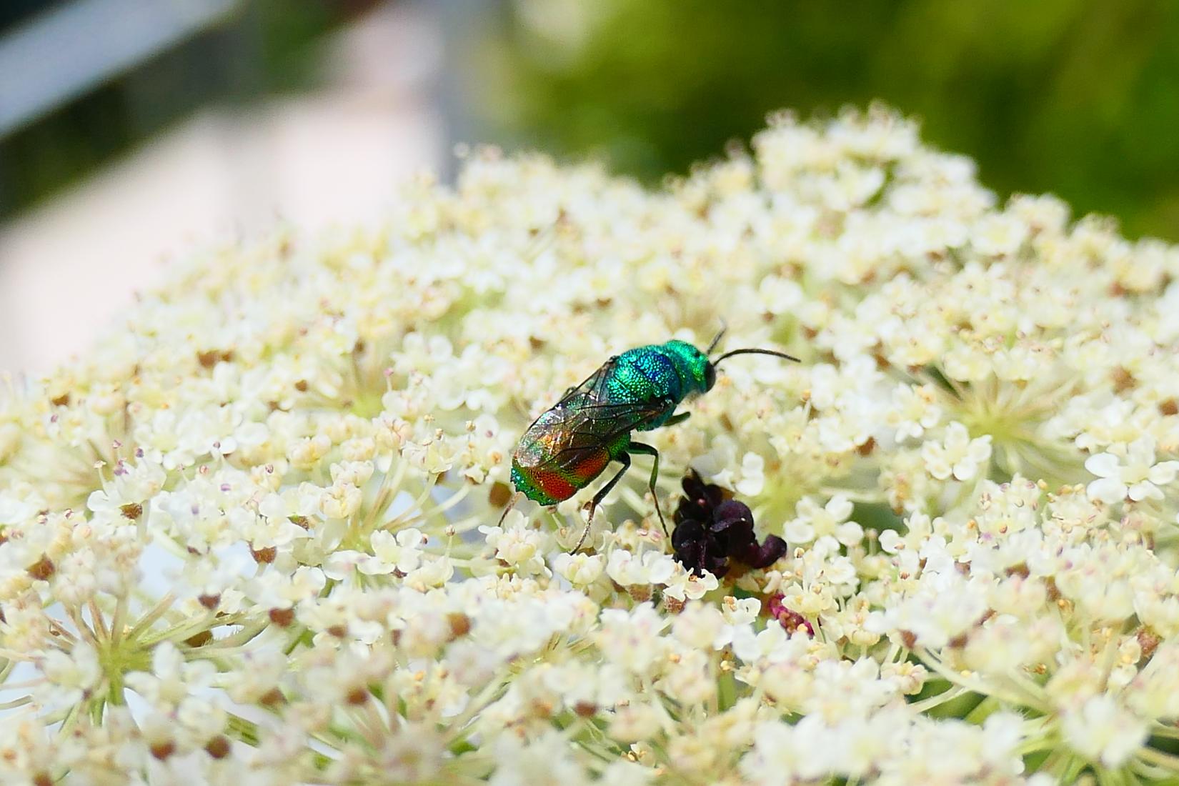 Goldwespe (Chrysis sp.)