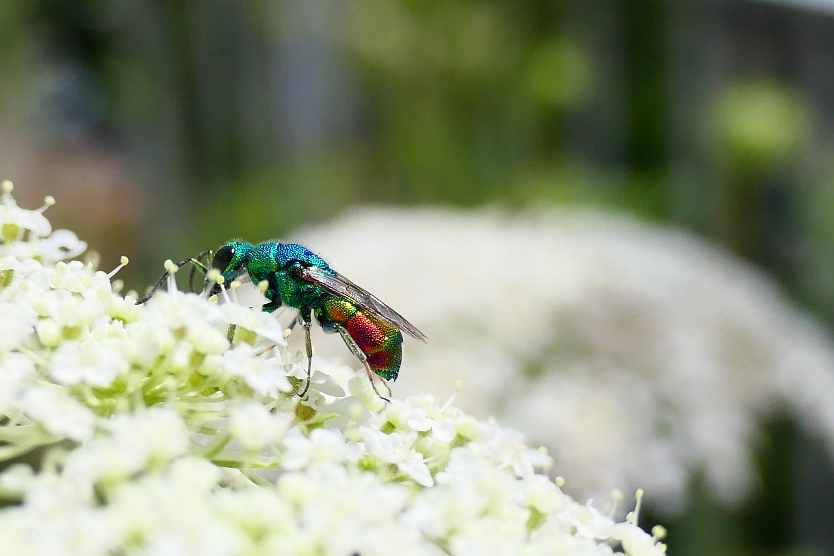 Goldwespe (Chrysis sp.)