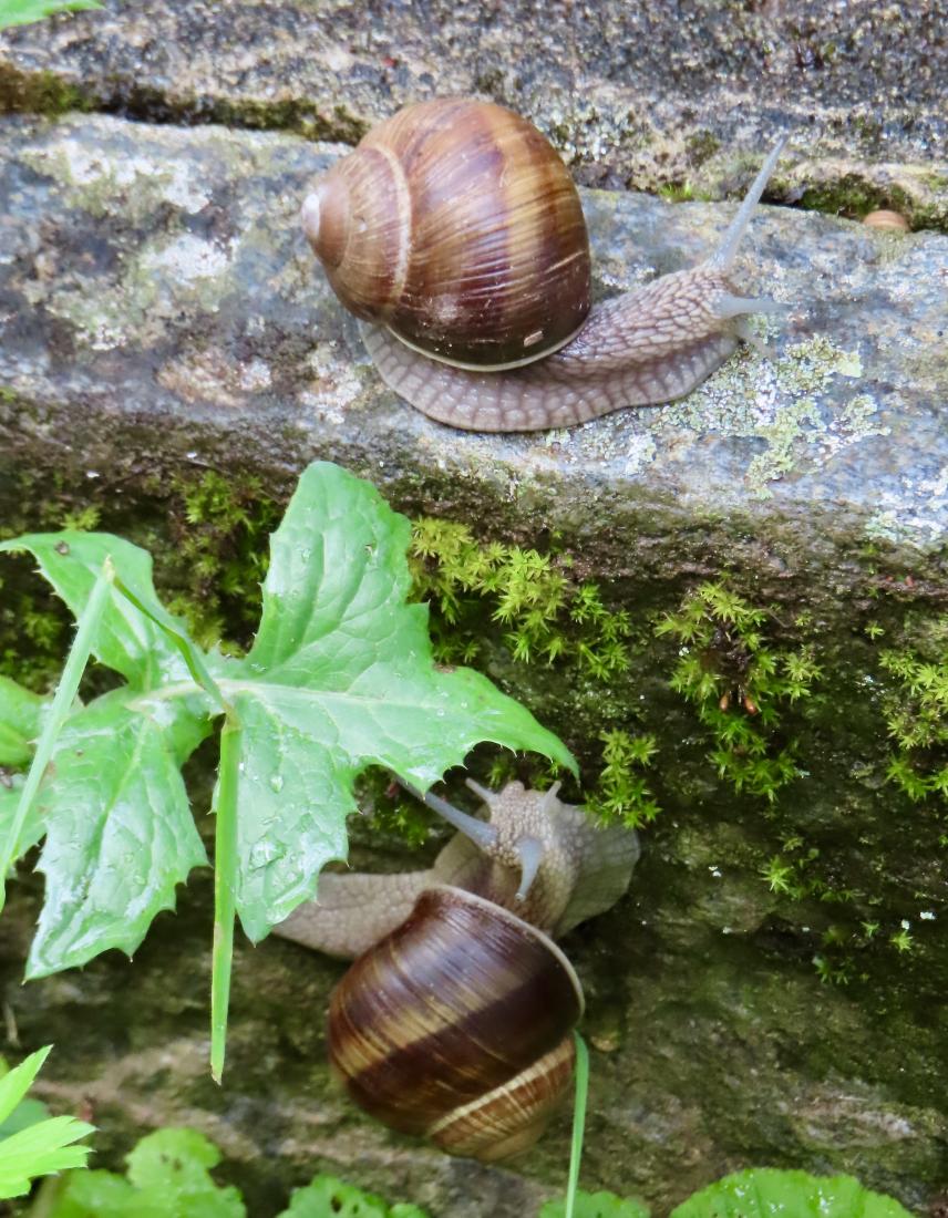 Weinbergschnecke