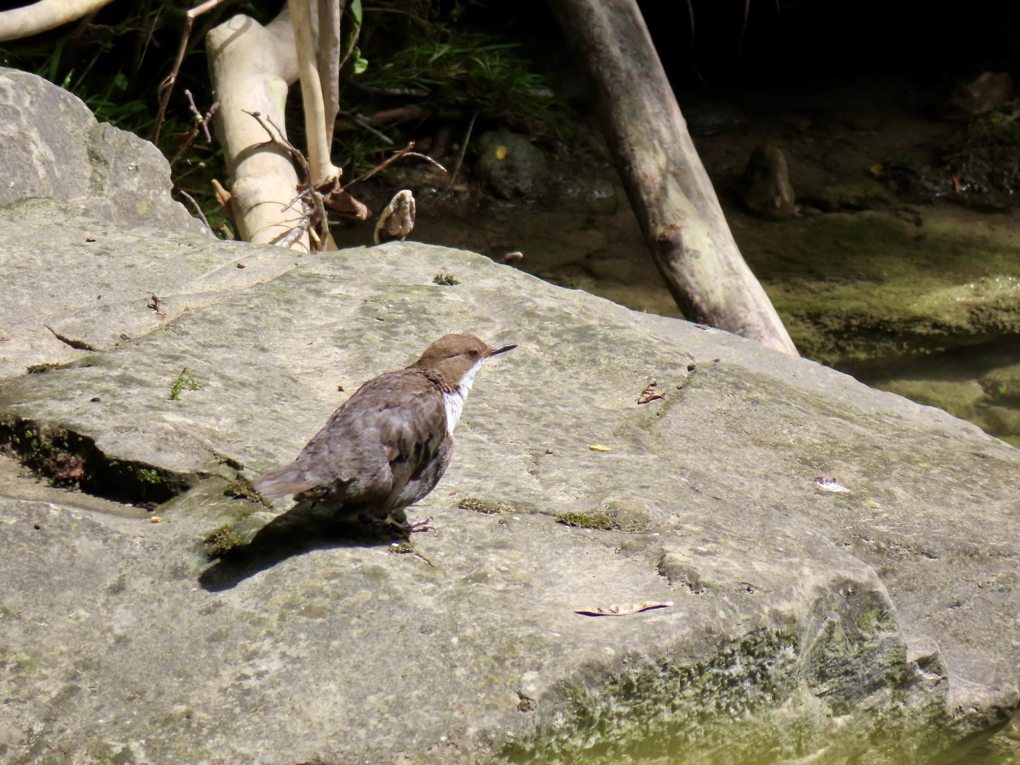 Wasseramsel