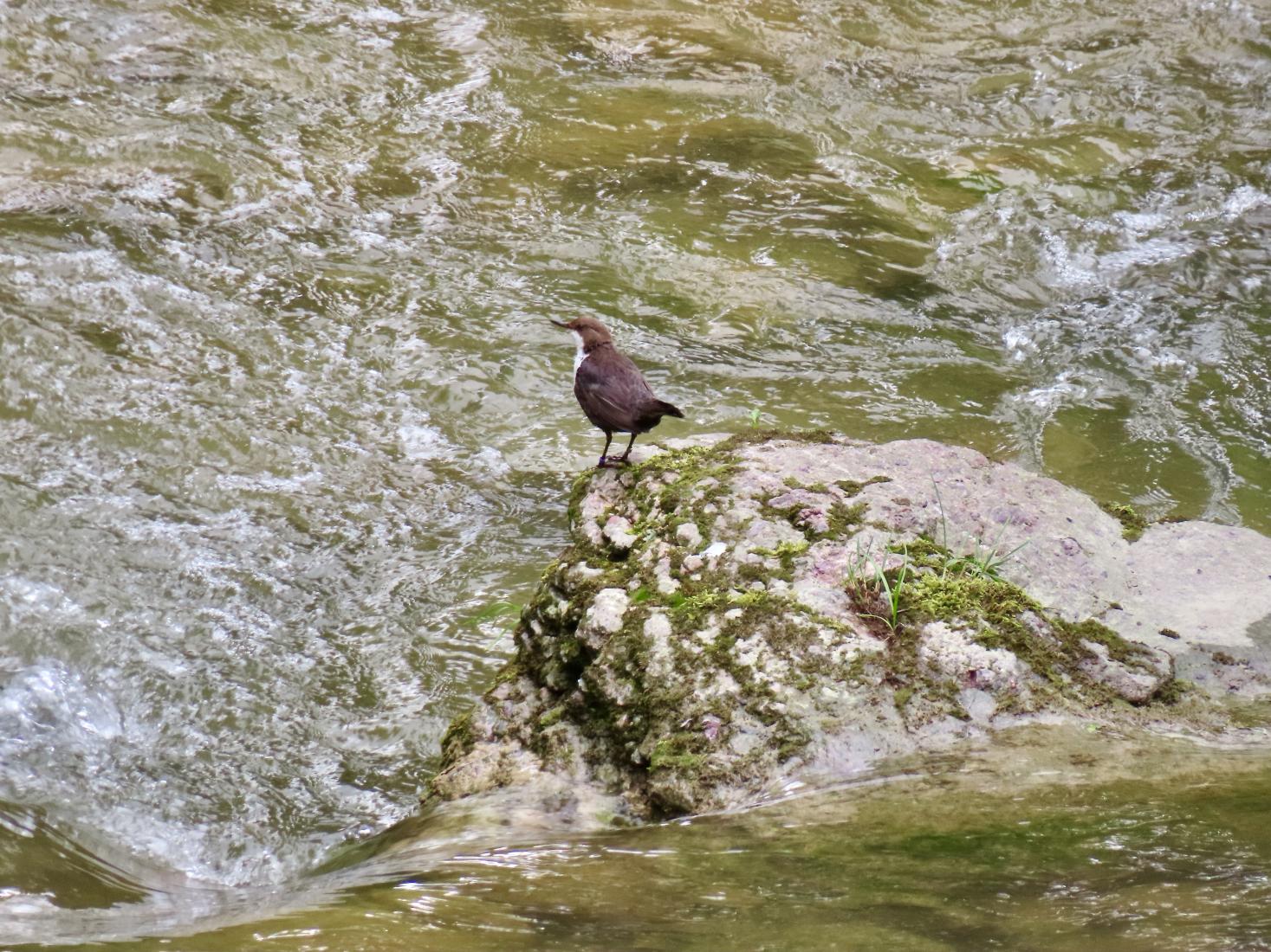 Wasseramsel