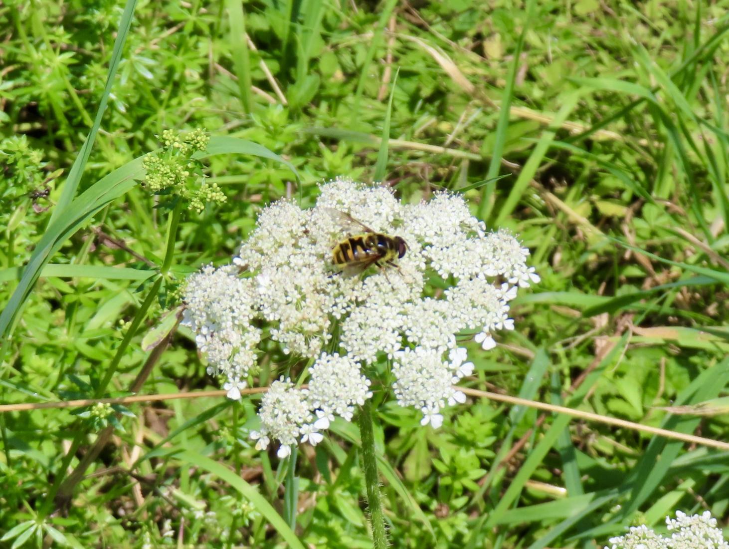 Totenkopfschwebfliege