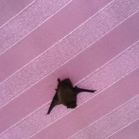 chauve-souris