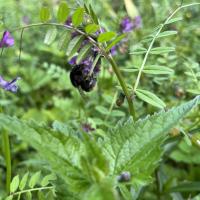 Bombus humilis/ muscorum/ pascuorum-Gruppe