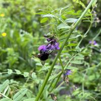 Bombus humilis/ muscorum/ pascuorum-Gruppe