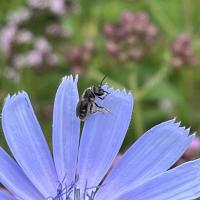 Gemeine Furchenbiene 