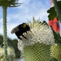 Böhmische Kuckuckshummel 